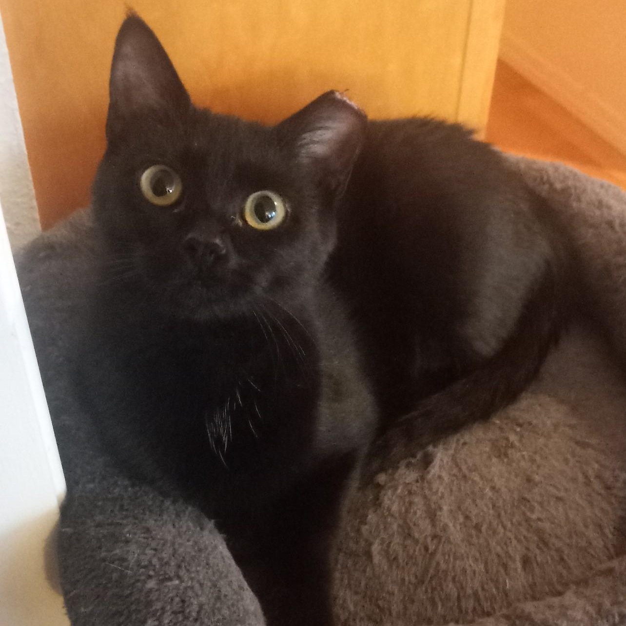 Enlarge Wheelie, a Adoptable Domestic Short Hair in Renton , WA image 2/5