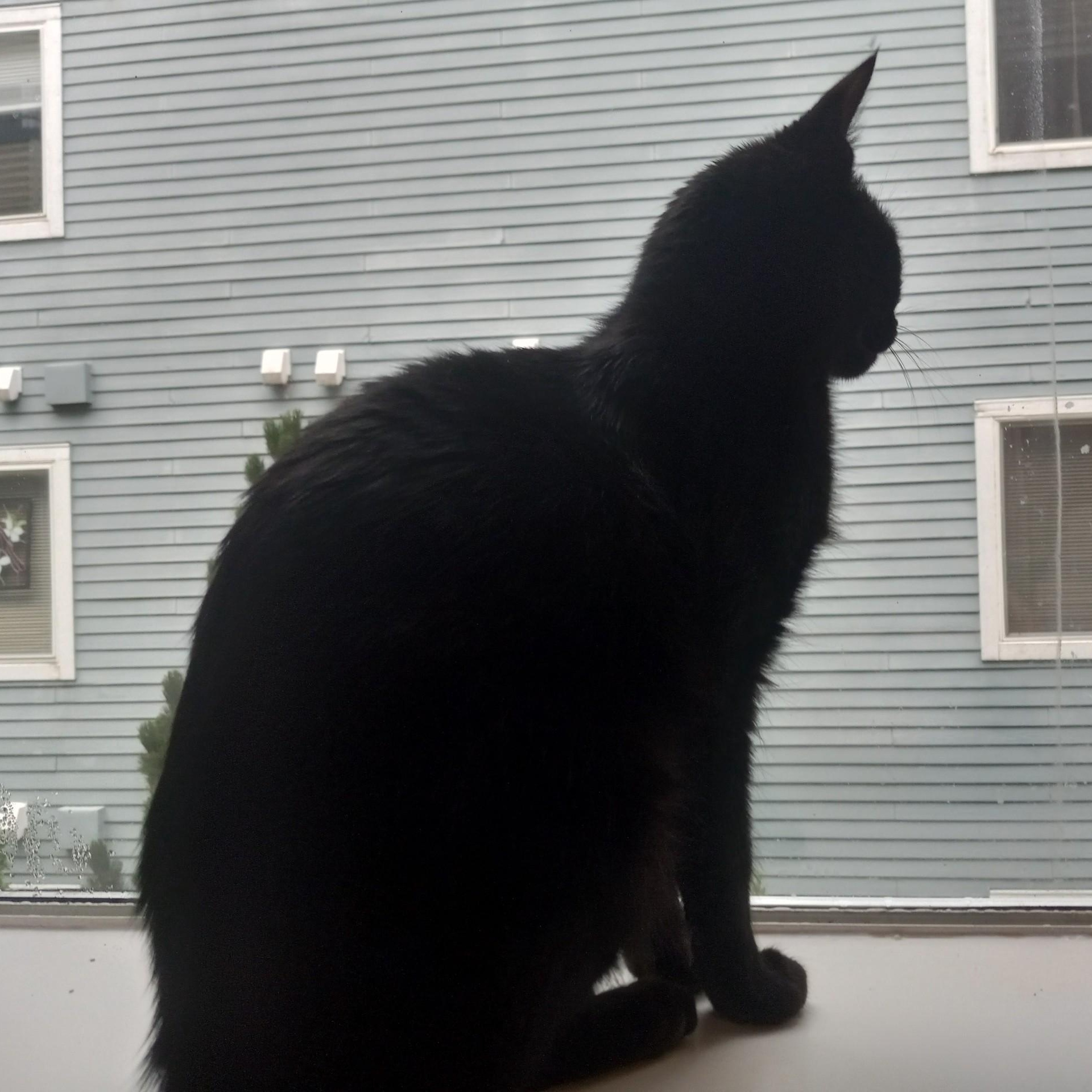 Enlarge Wheelie, a Adoptable Domestic Short Hair in Renton , WA image 4/5