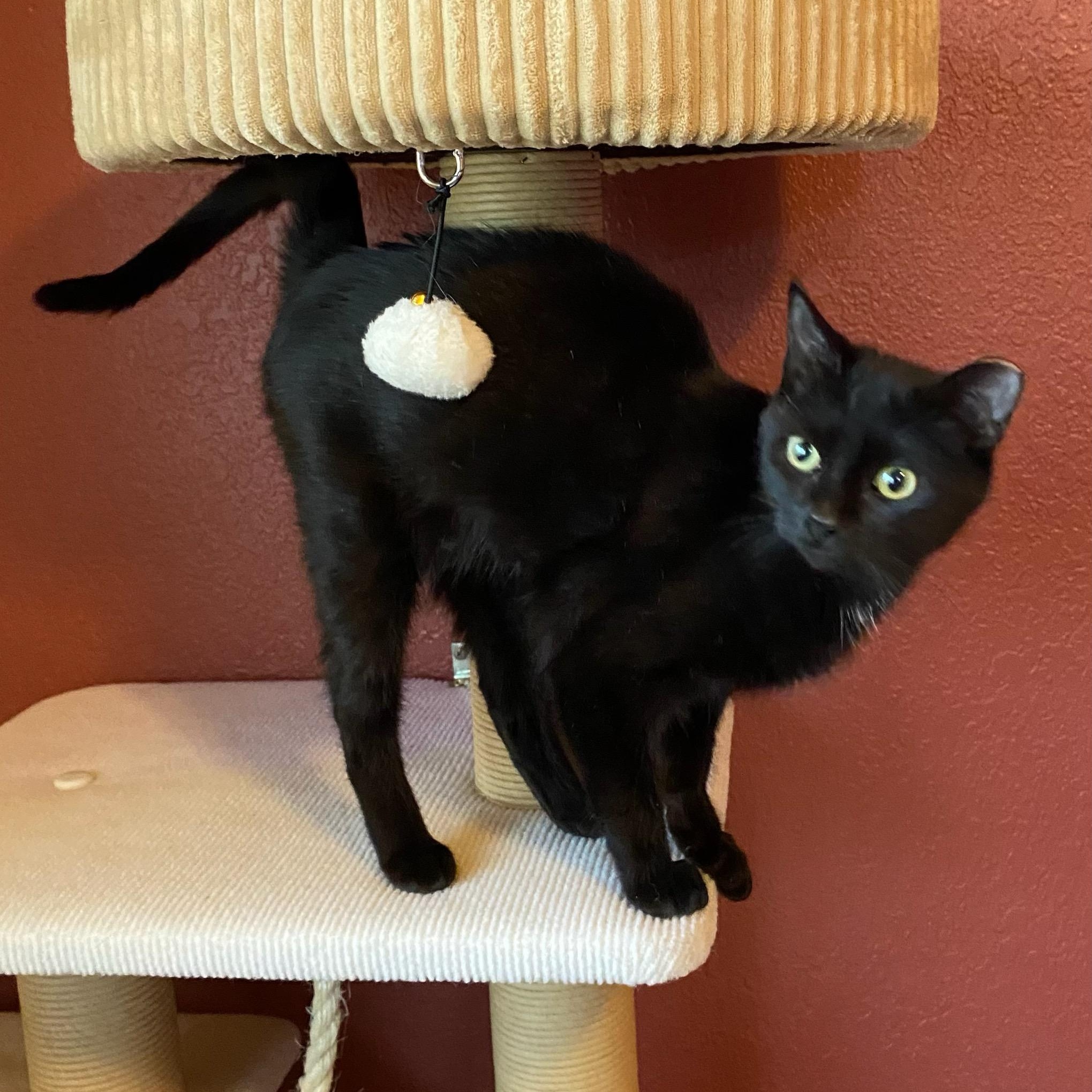 Enlarge Wheelie, a Adoptable Domestic Short Hair in Renton , WA image 3/5