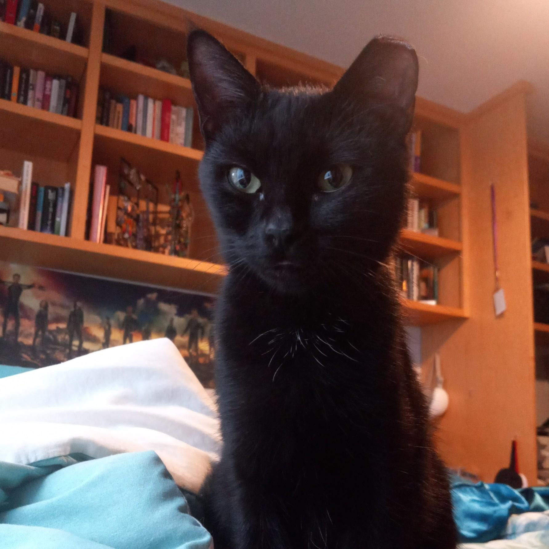 Enlarge Wheelie, a Adoptable Domestic Short Hair in Renton , WA image 5/5