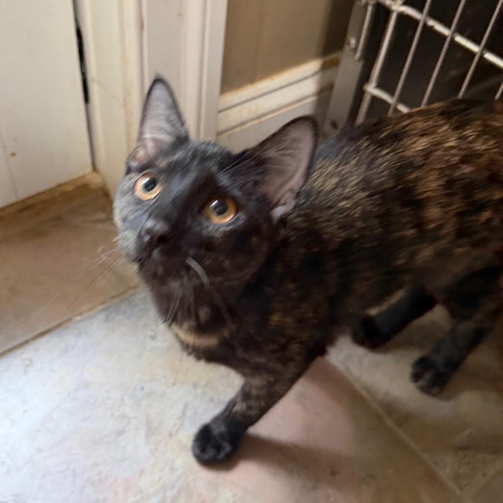 Nyxaris, Adoptable, Kitten Female Domestic Short Hair.