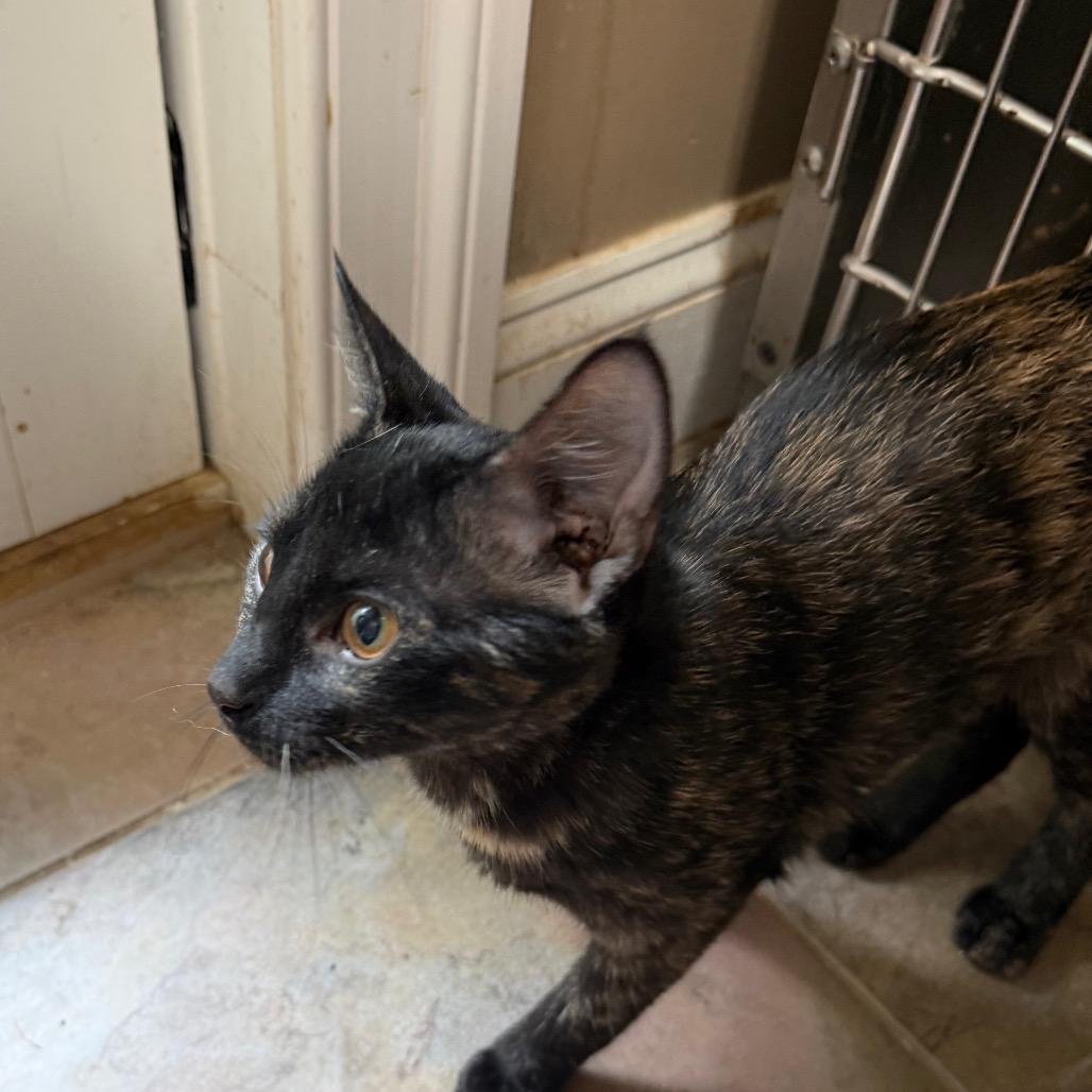 Nyxaris, a Adoptable Domestic Short Hair in West Chester, PA image 2/6