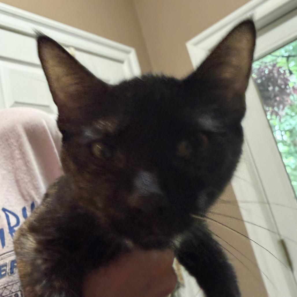 Nyxaris, a Adoptable Domestic Short Hair in West Chester, PA image 3/6