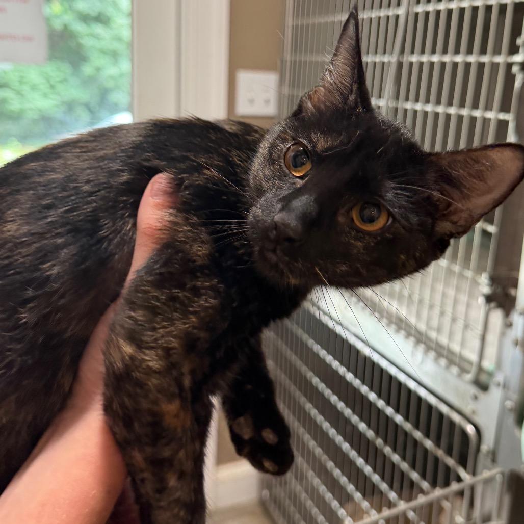 Nyxaris, a Adoptable Domestic Short Hair in West Chester, PA image 4/6