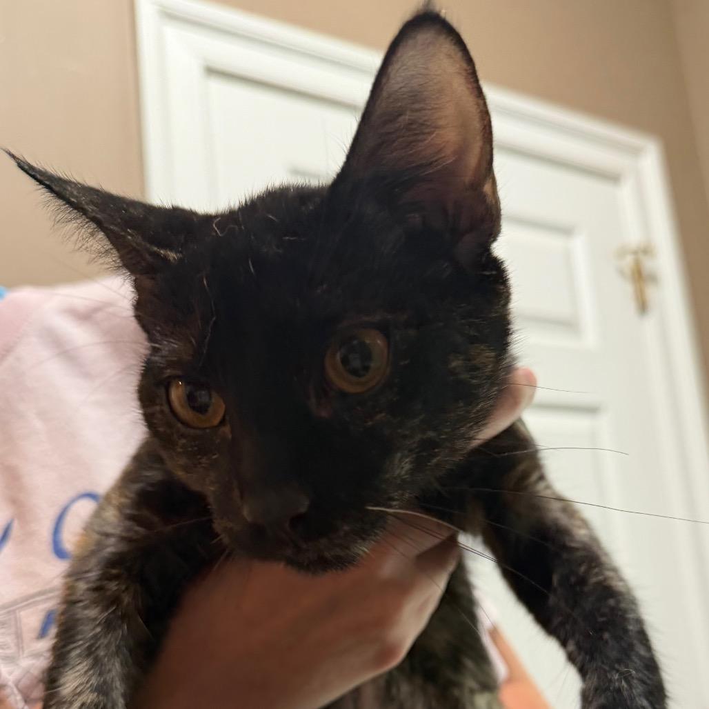Nyxaris, a Adoptable Domestic Short Hair in West Chester, PA image 6/6