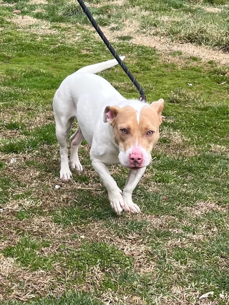 Enlarge Pretty, a Adoptable mixed breed in Columbia, TN image 1/3