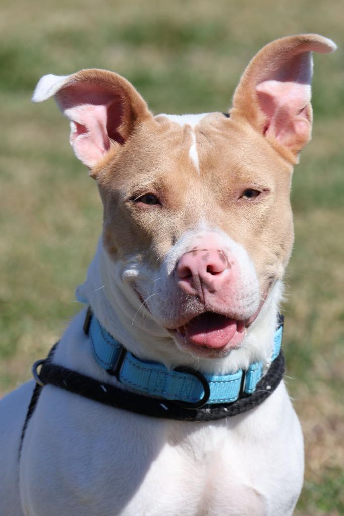 Enlarge Pretty, a Adoptable mixed breed in Columbia, TN image 3/3