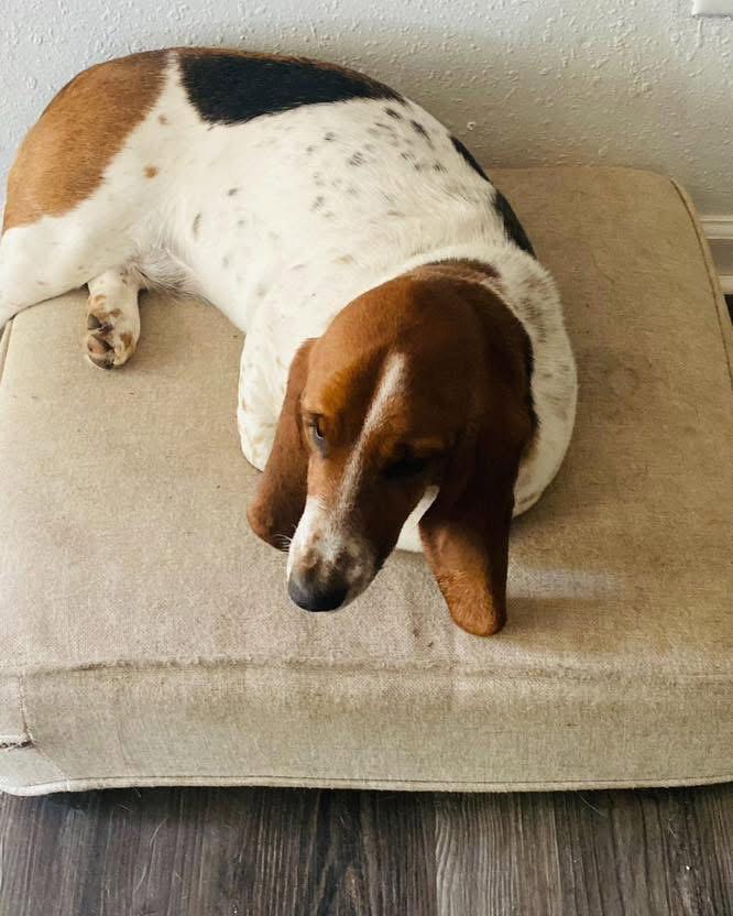 Hazel Basset, a Adopted Basset Hound in Valrico, FL image 1/2