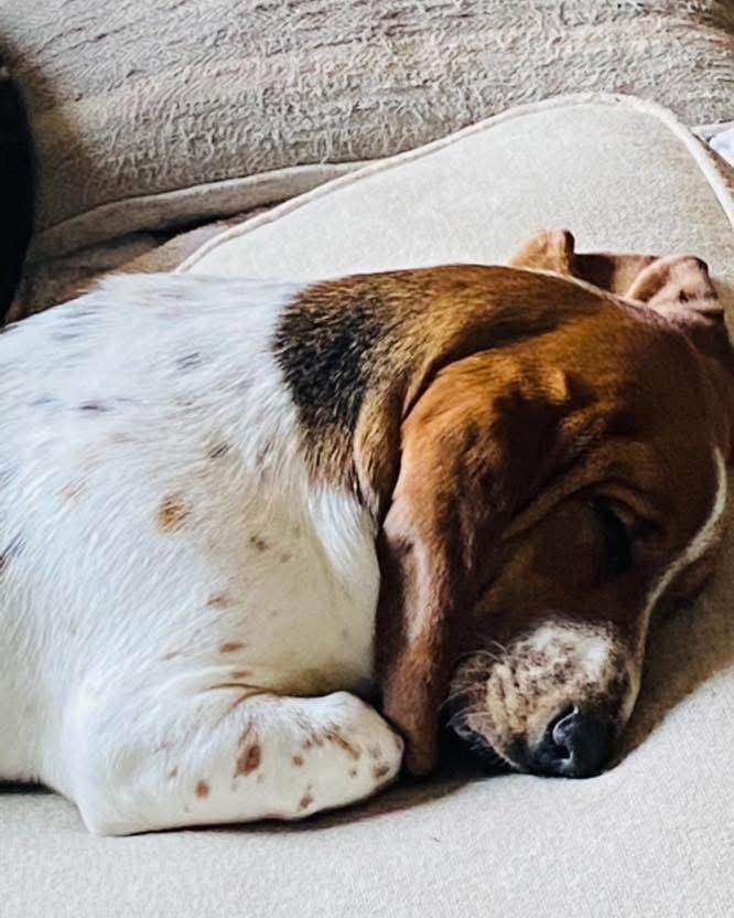 Hazel Basset, a Adopted Basset Hound in Valrico, FL image 2/2