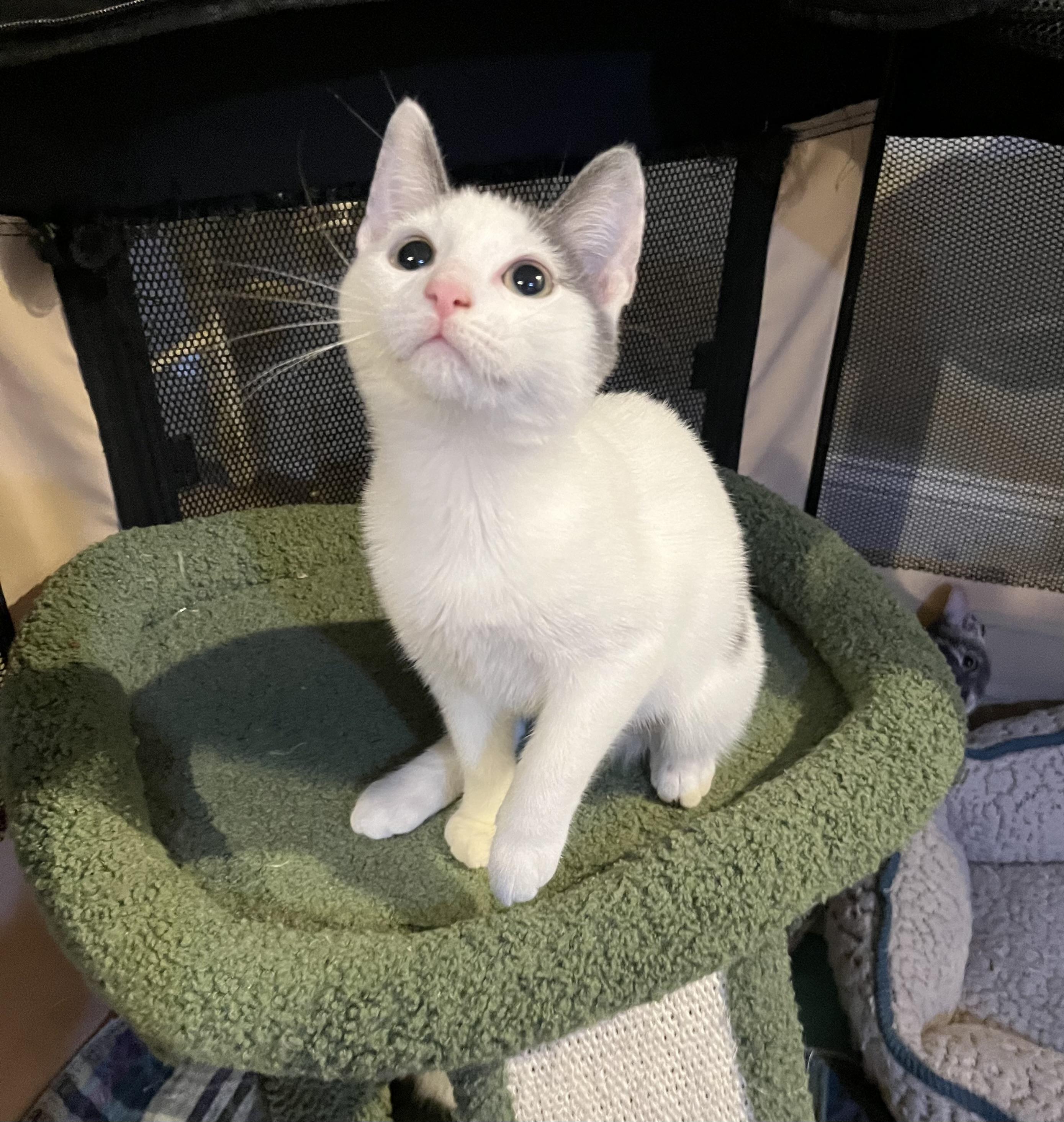 Dinghy, a Adoptable Domestic Short Hair in Allentown, NJ image 3/5