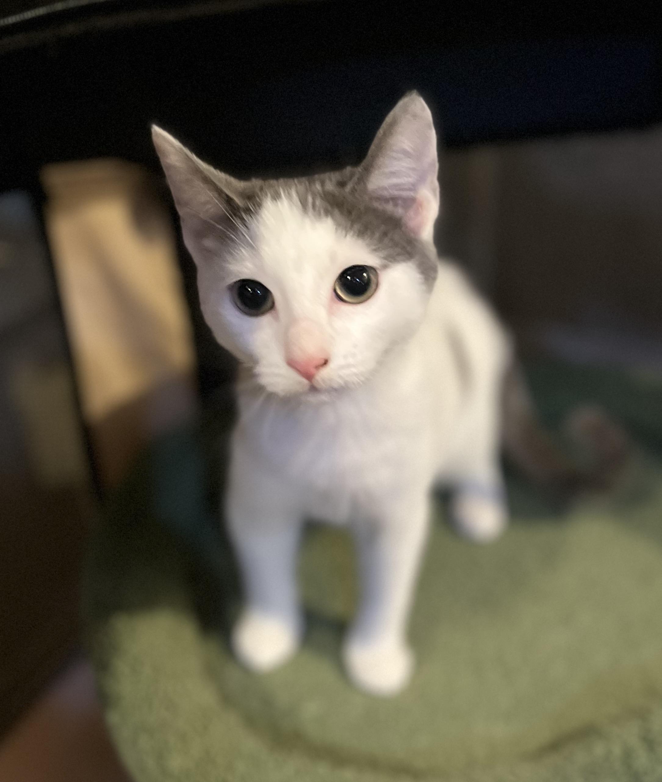 Dinghy, a Adoptable Domestic Short Hair in Allentown, NJ image 2/5