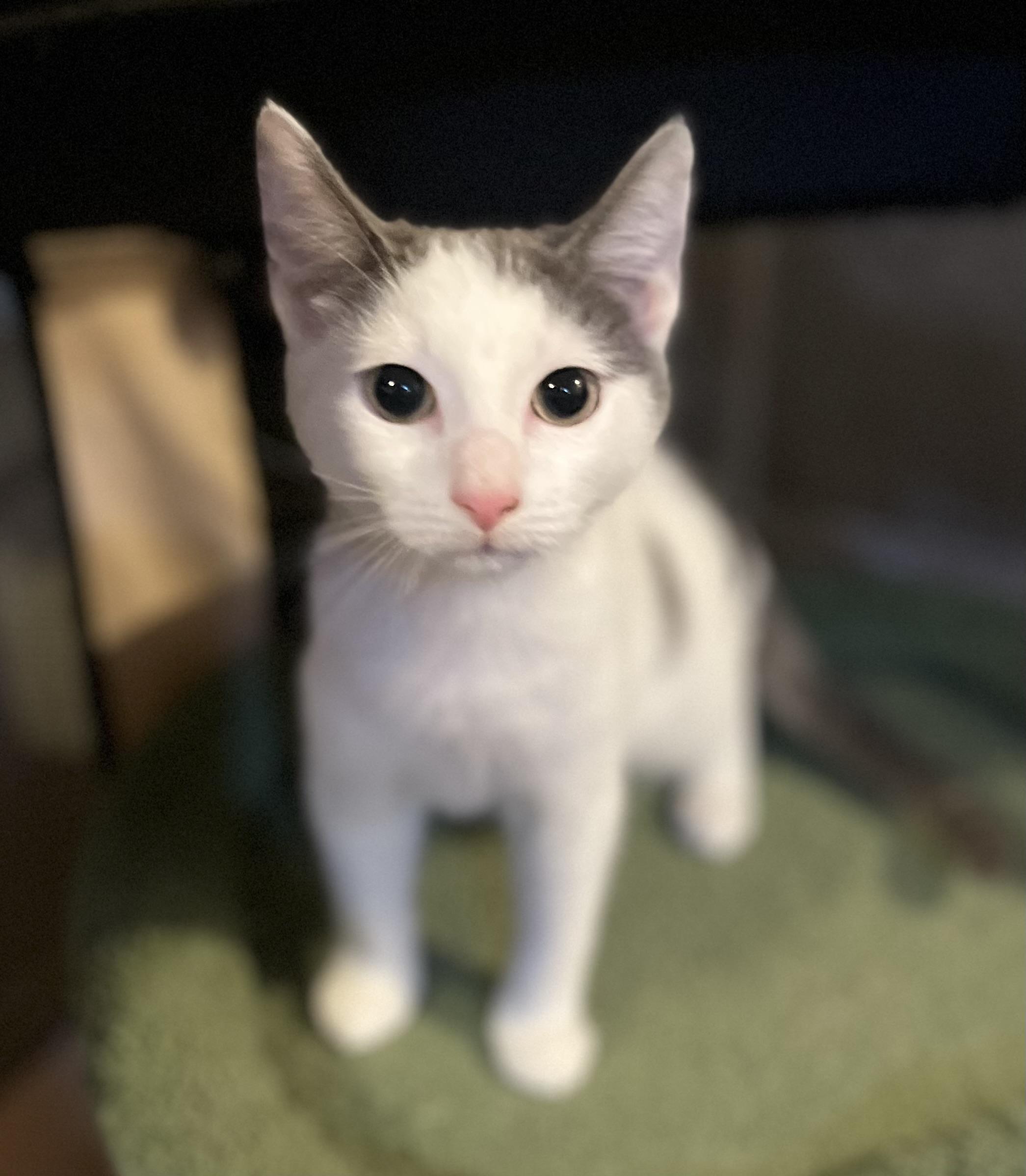 Dinghy, a Adoptable Domestic Short Hair in Allentown, NJ image 5/5