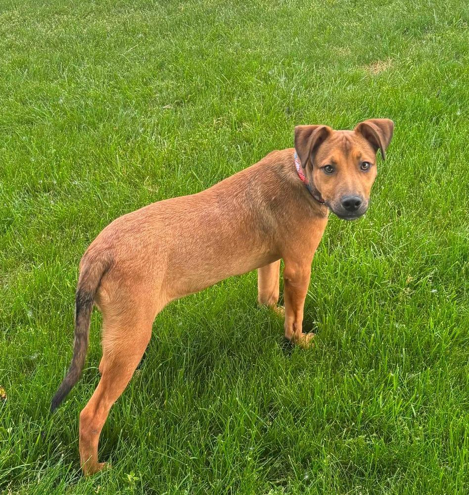 Riley, Adoptable, Adult Male Australian Cattle Dog / Blue Heeler.