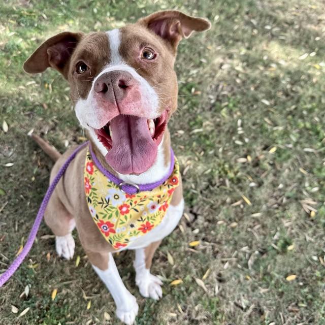 CINNAMON, Adoptable, Adult Female Pit Bull Terrier.