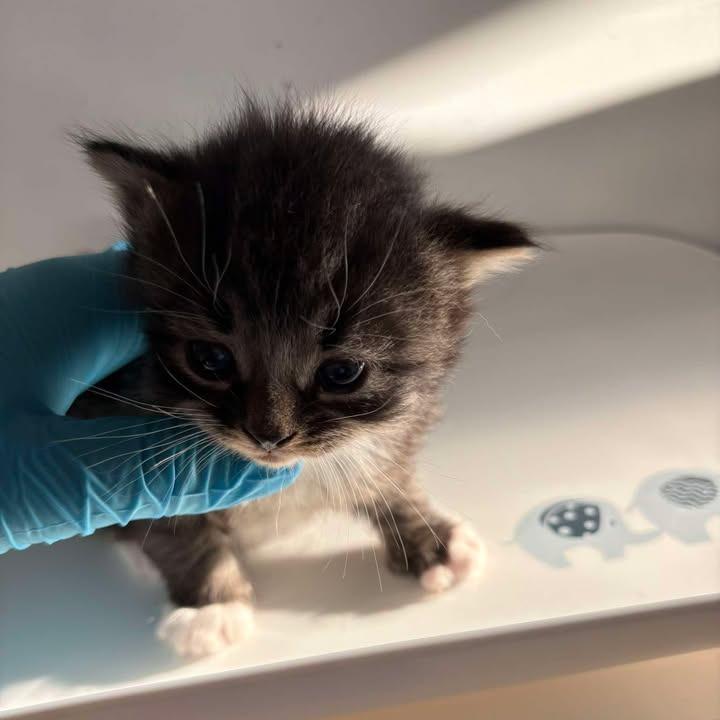 Twizzler, Adoptable, Kitten Male Domestic Medium Hair.