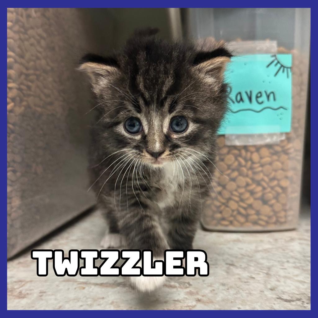 Enlarge Twizzler, a Adoptable Domestic Medium Hair in Glenwood, MN image 2/3