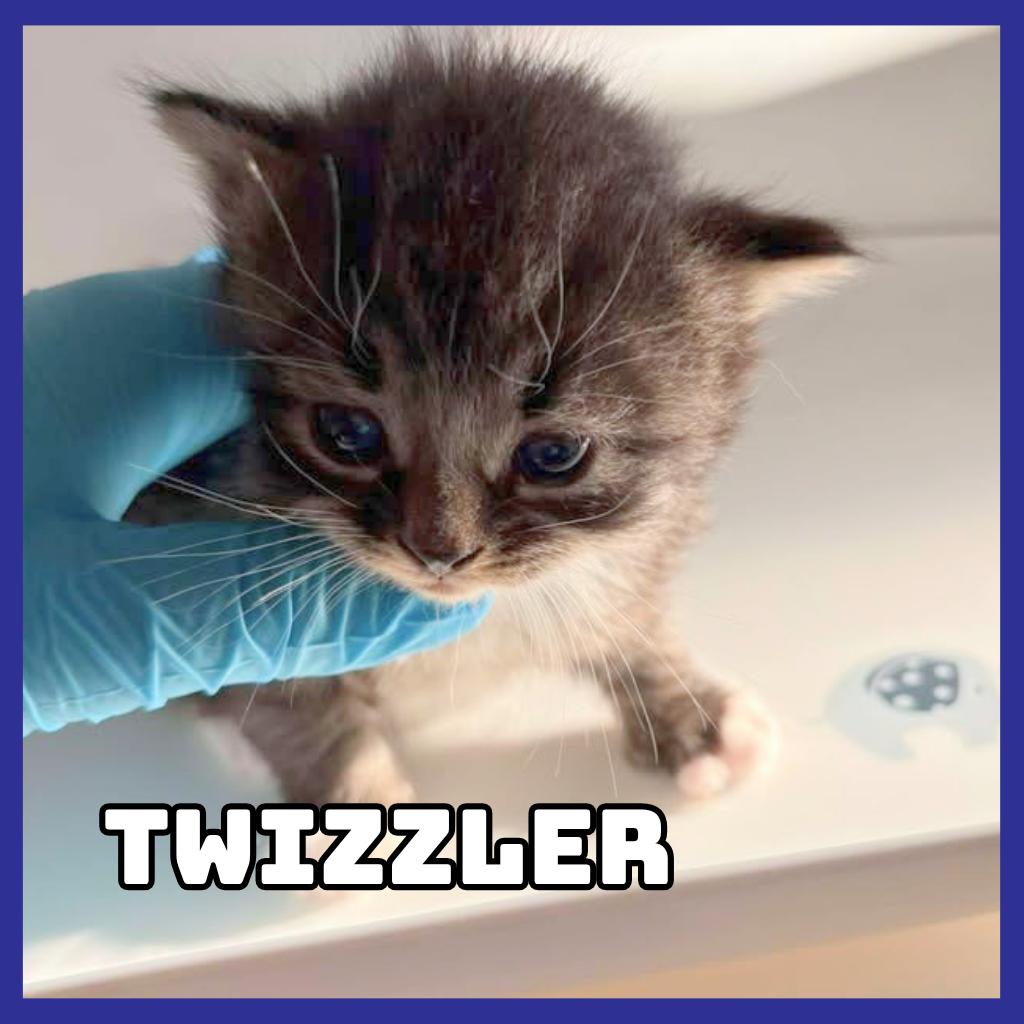 Enlarge Twizzler, a Adoptable Domestic Medium Hair in Glenwood, MN image 3/3