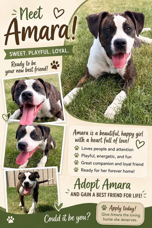Enlarge Amara, a Adoptable mixed breed in Rensselaer, IN image 1/1