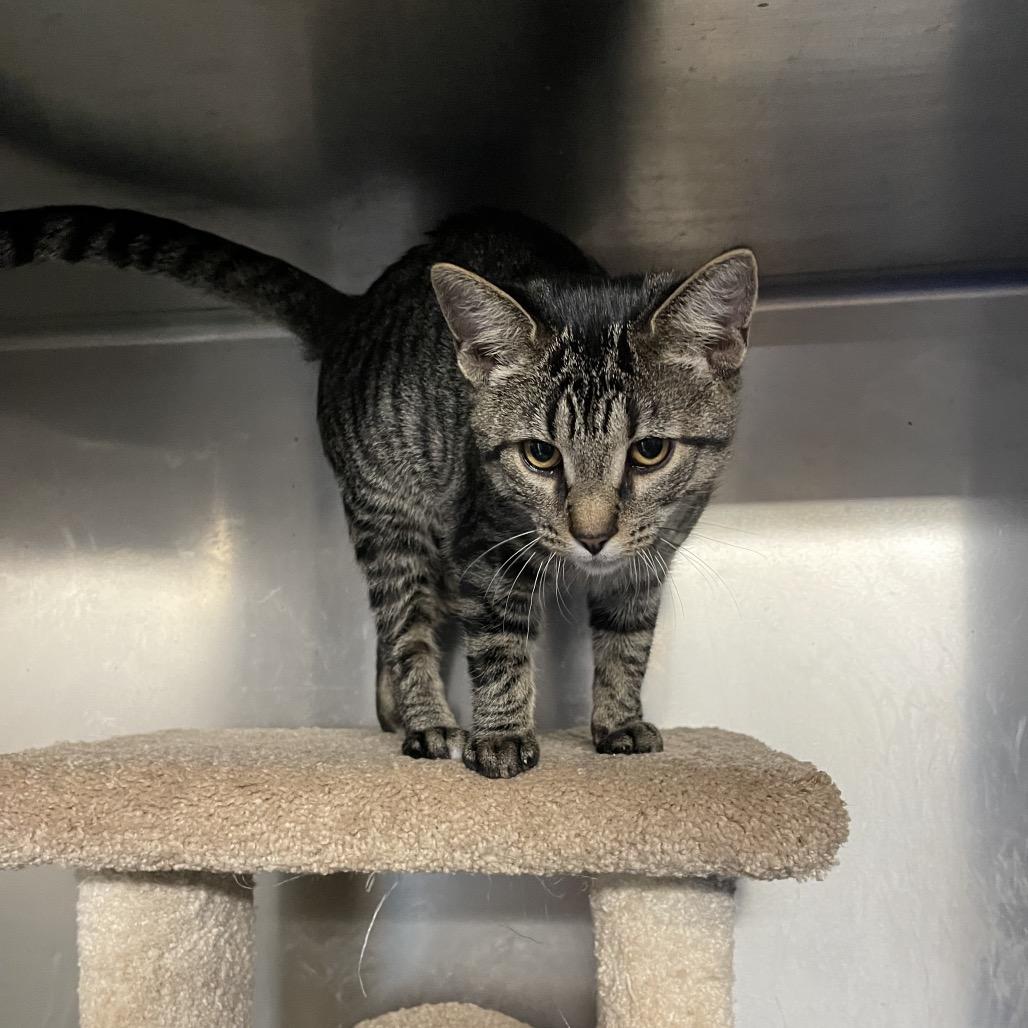 Enlarge Sylvio, a Adoptable Domestic Short Hair in Wappingers Falls, NY image 1/1