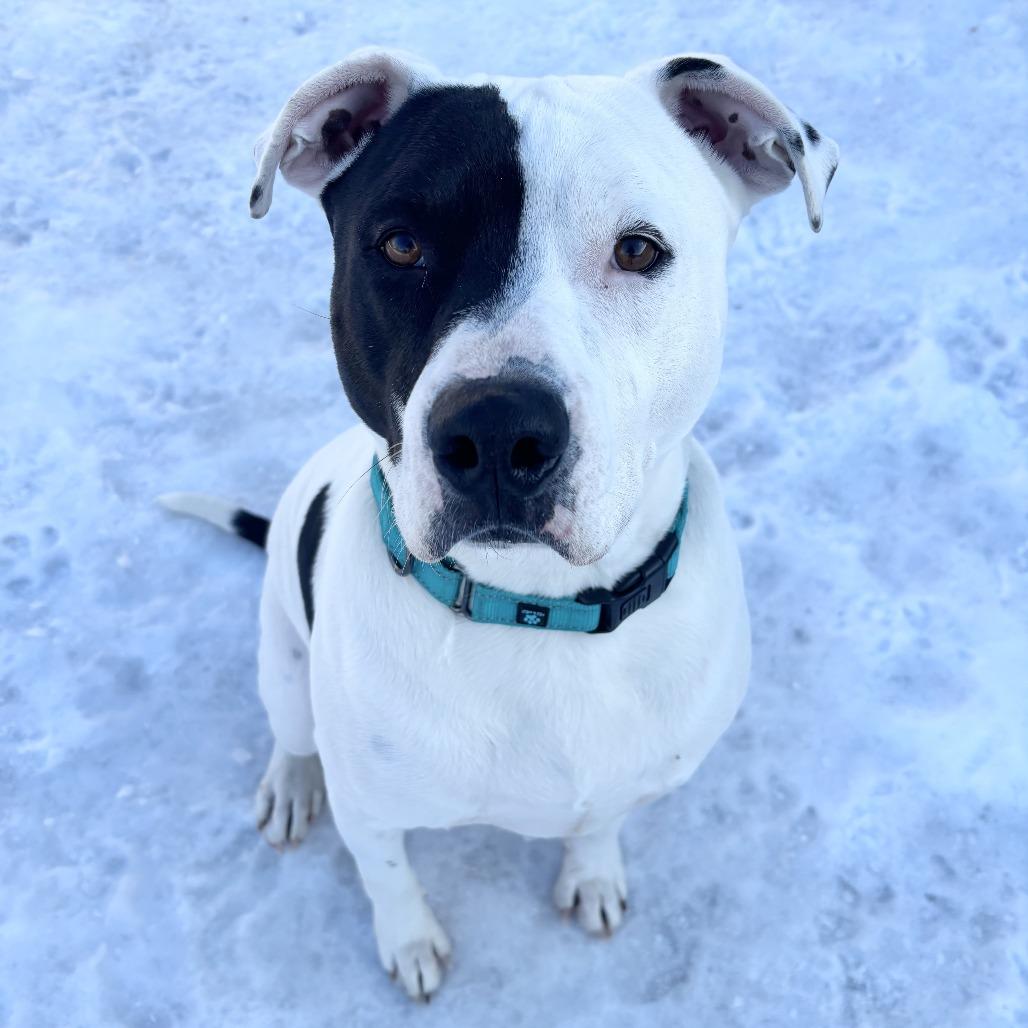 Enlarge Dax, a Adoptable mixed breed in Wadena, MN image 1/6