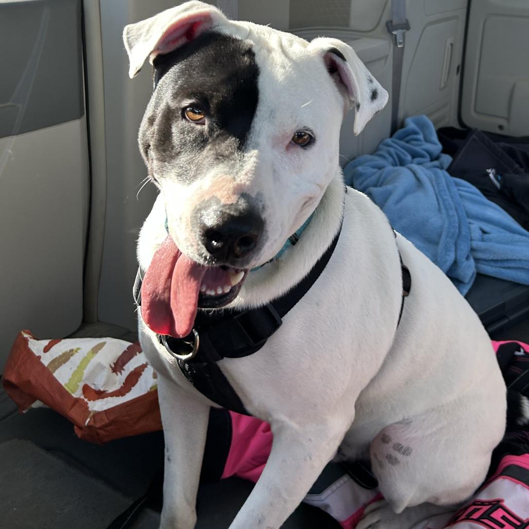 Enlarge Dax, a Adoptable mixed breed in Wadena, MN image 2/6