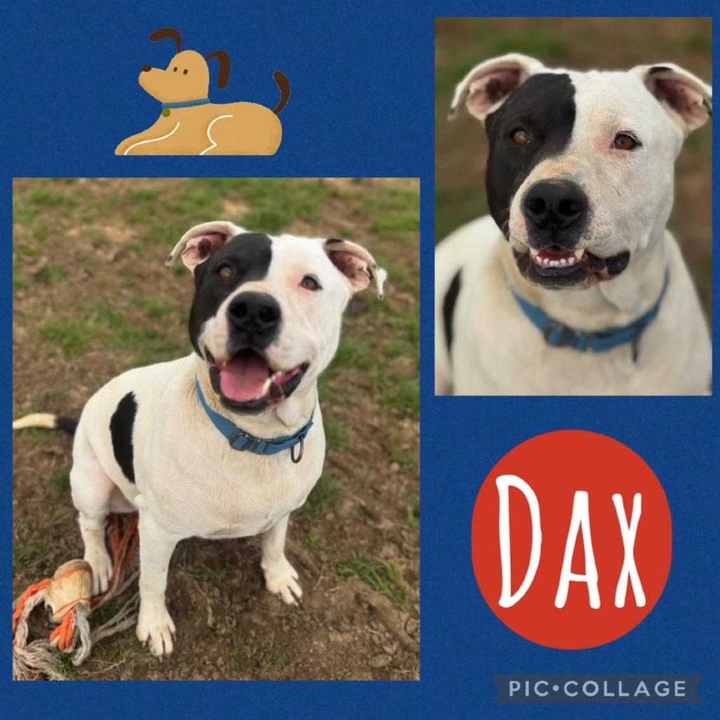 Enlarge Dax, a Adoptable mixed breed in Wadena, MN image 3/6