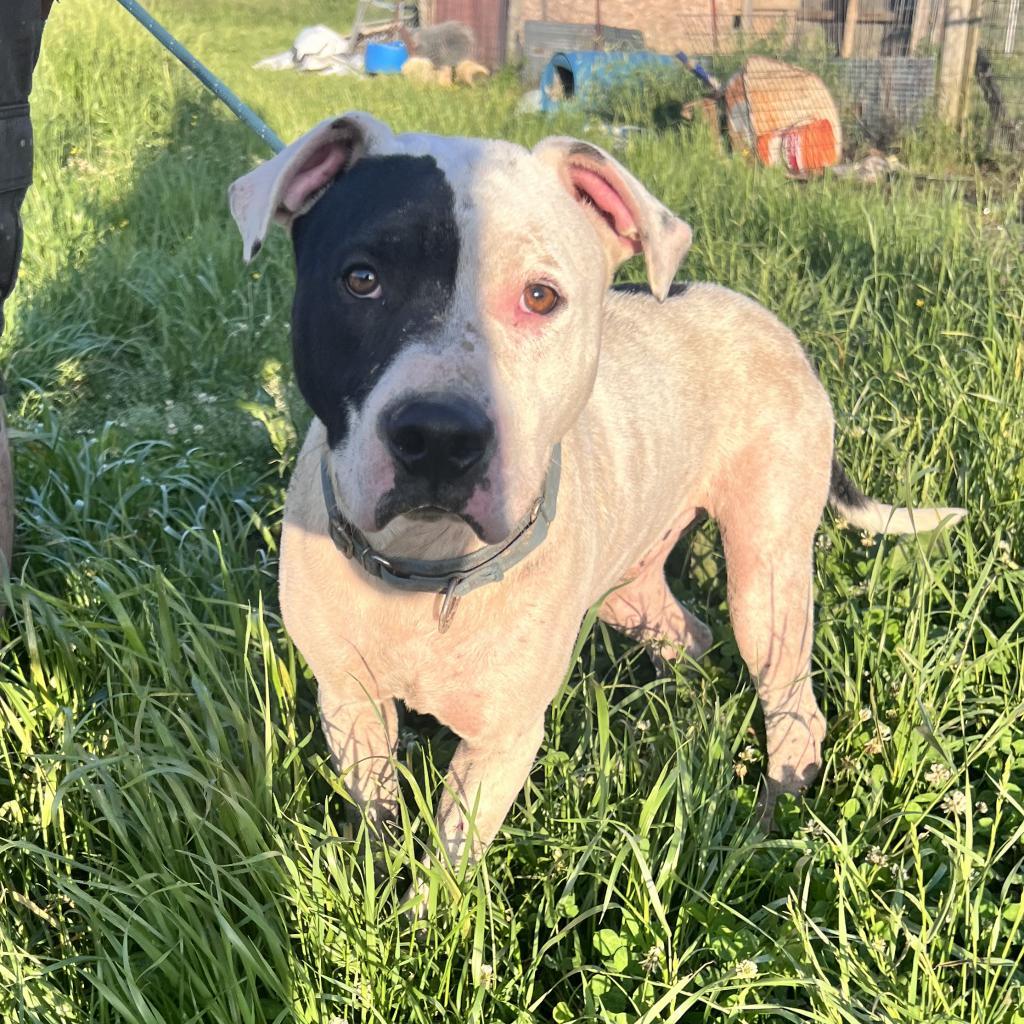 Enlarge Dax, a Adoptable mixed breed in Wadena, MN image 4/6