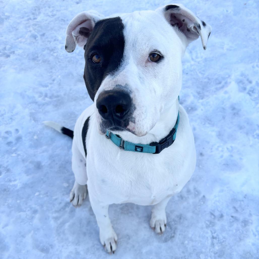 Enlarge Dax, a Adoptable mixed breed in Wadena, MN image 5/6