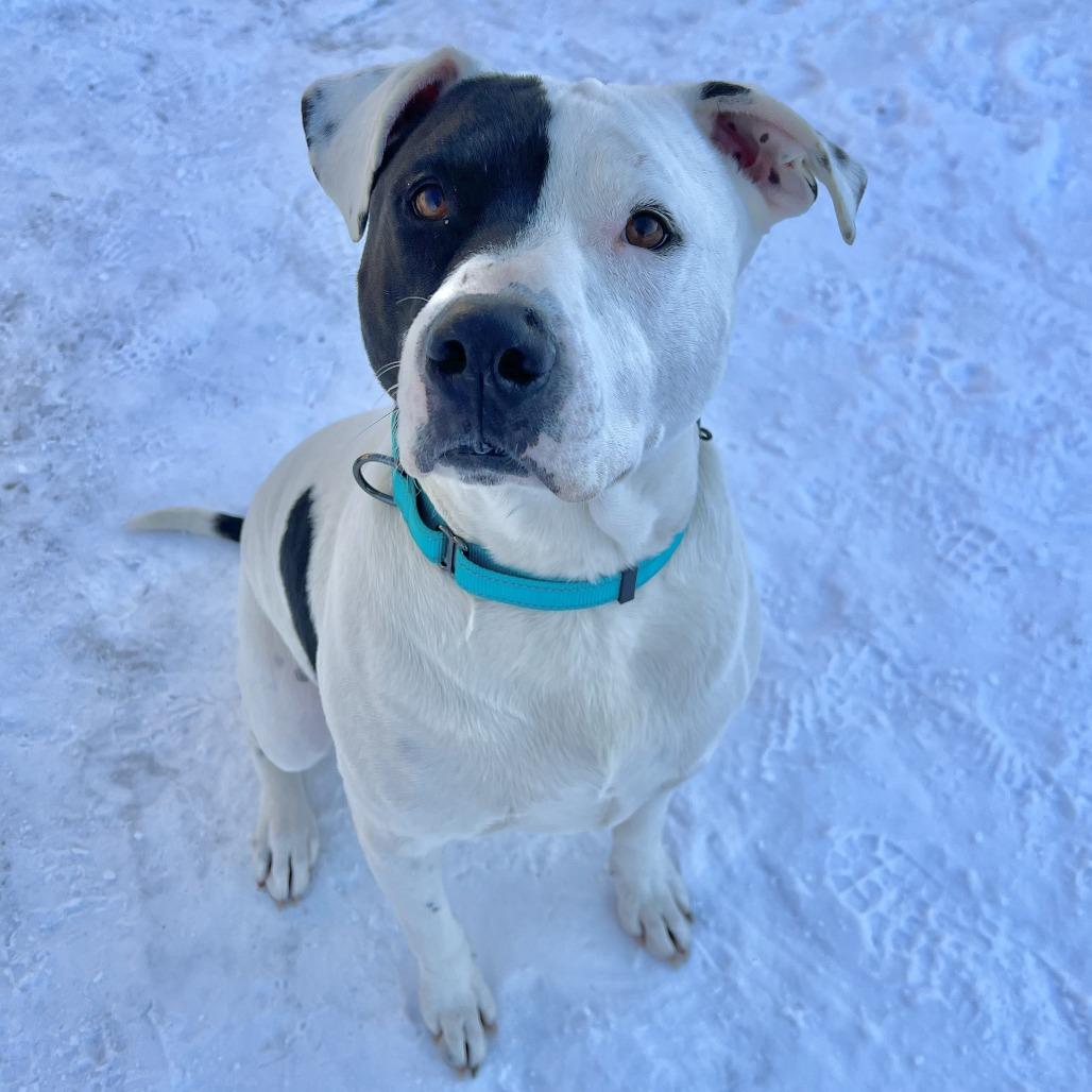 Enlarge Dax, a Adoptable mixed breed in Wadena, MN image 6/6