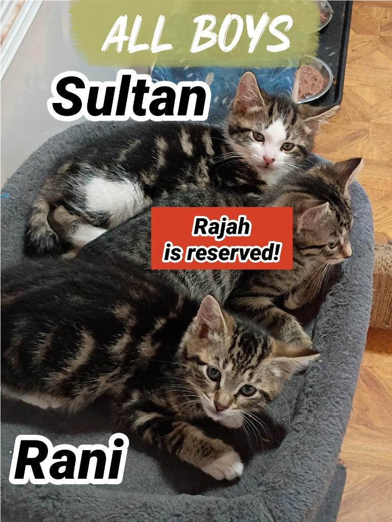 Rani (B), Adoptable, Kitten Male Domestic Short Hair.