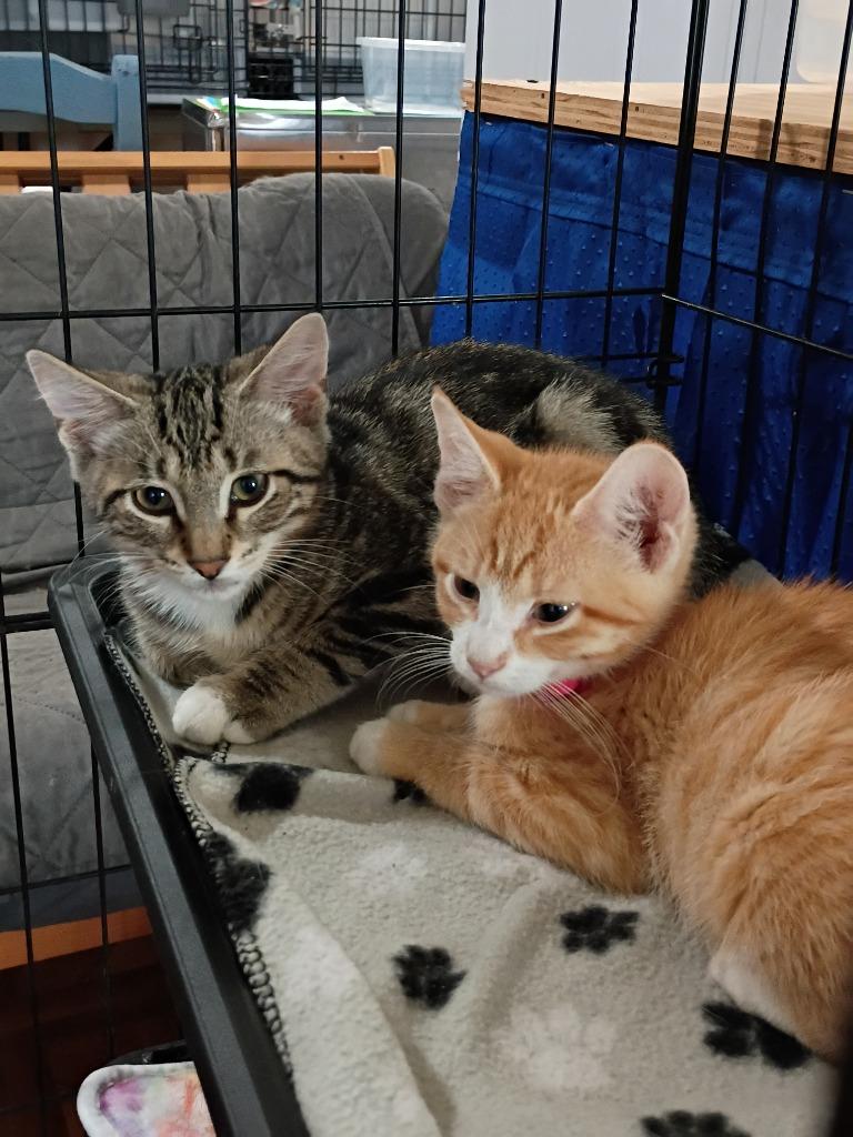 Rani (B), Adoptable, Kitten Male Domestic Short Hair.