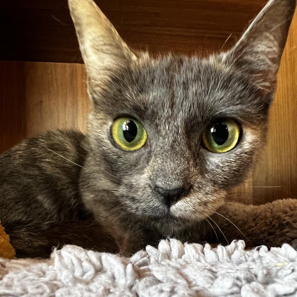 Tootie, a Adoptable Domestic Short Hair in Los Angeles, CA image 1/3