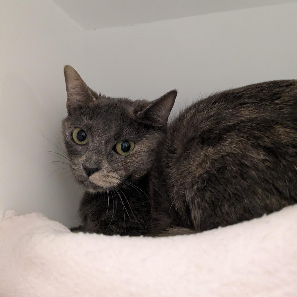 Tootie, a Adoptable Domestic Short Hair in Los Angeles, CA image 2/3