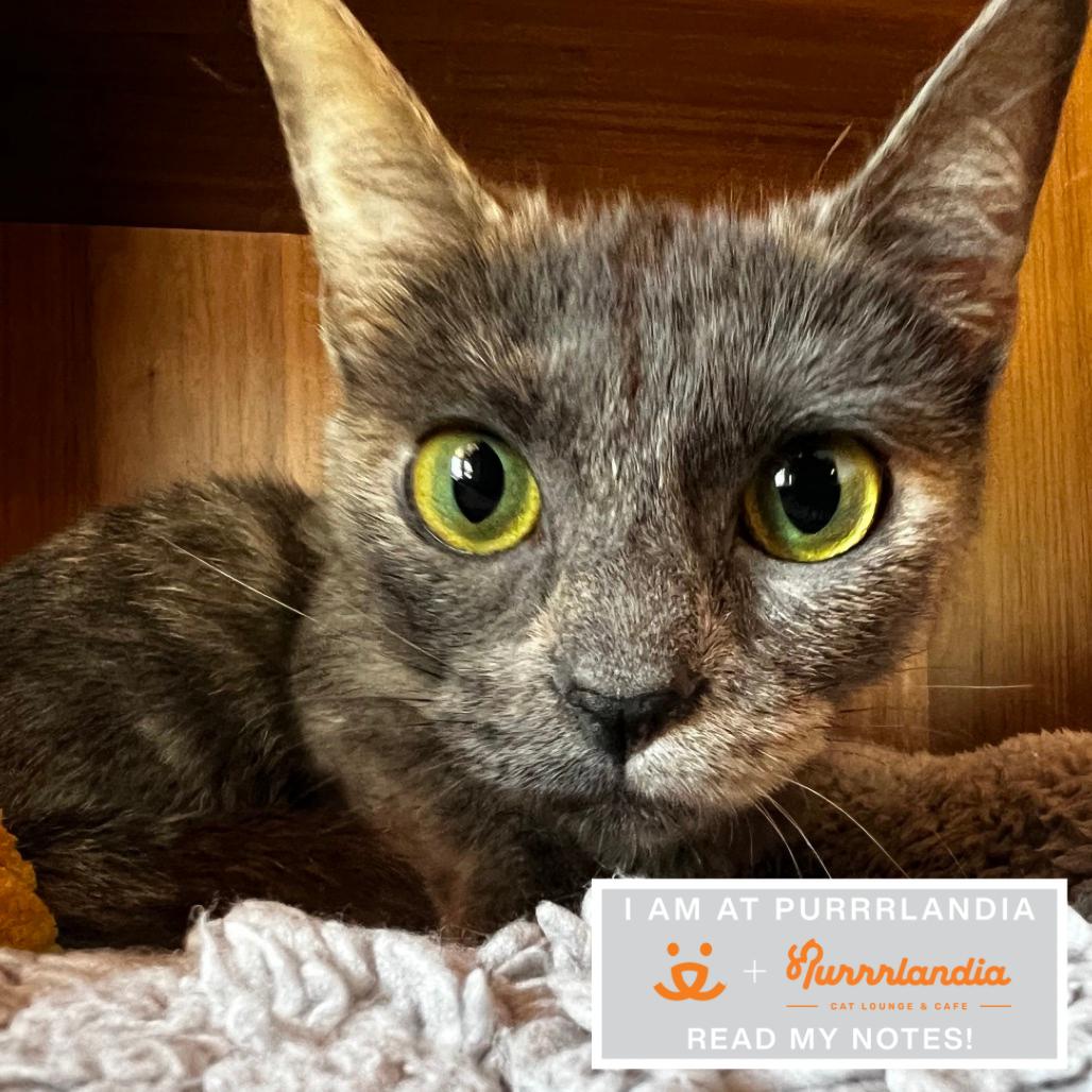 Tootie, a Adoptable Domestic Short Hair in Los Angeles, CA image 3/3