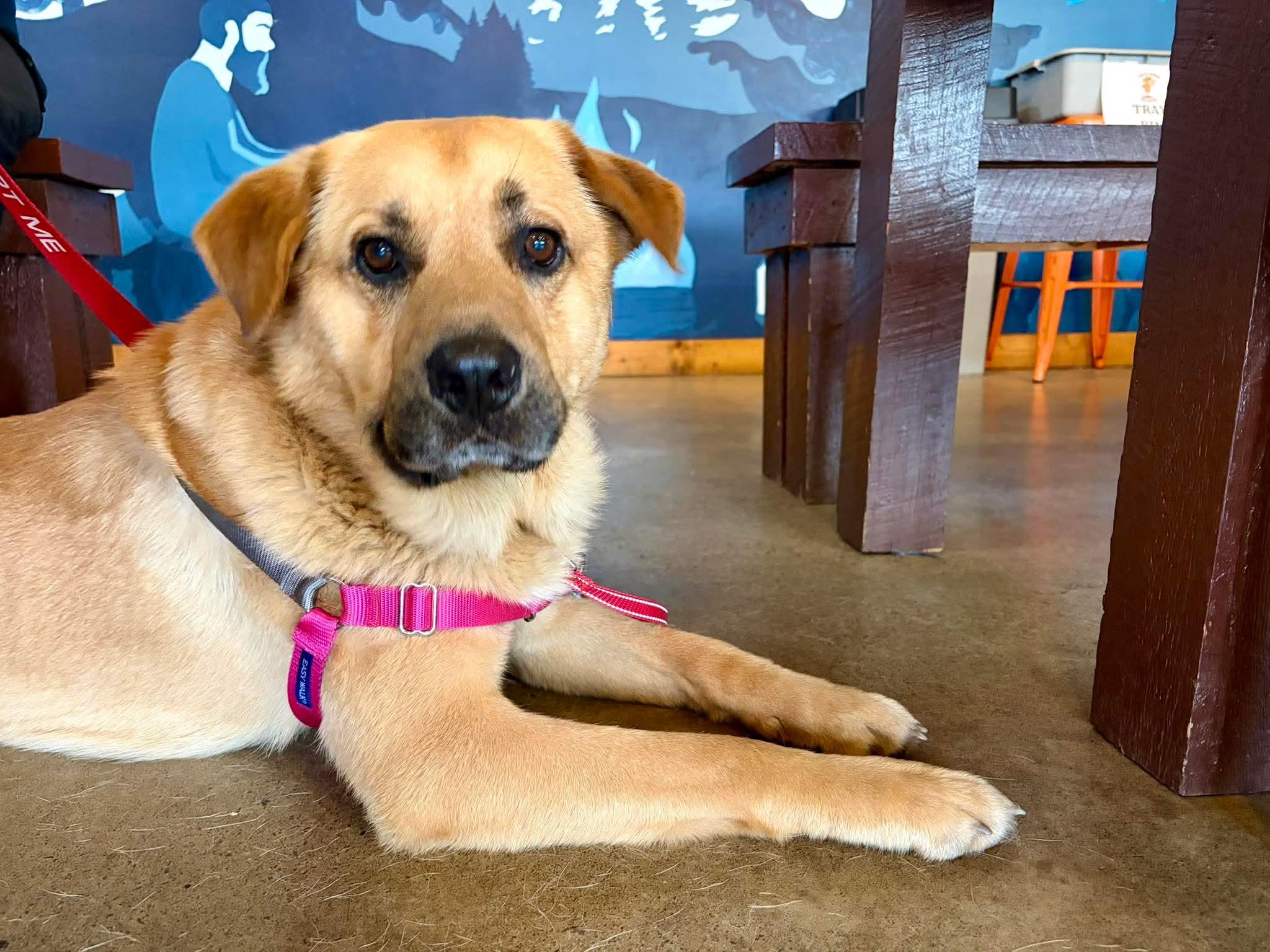Enlarge Barley , a Adoptable Mixed Breed in Argyle, NY image 6/6