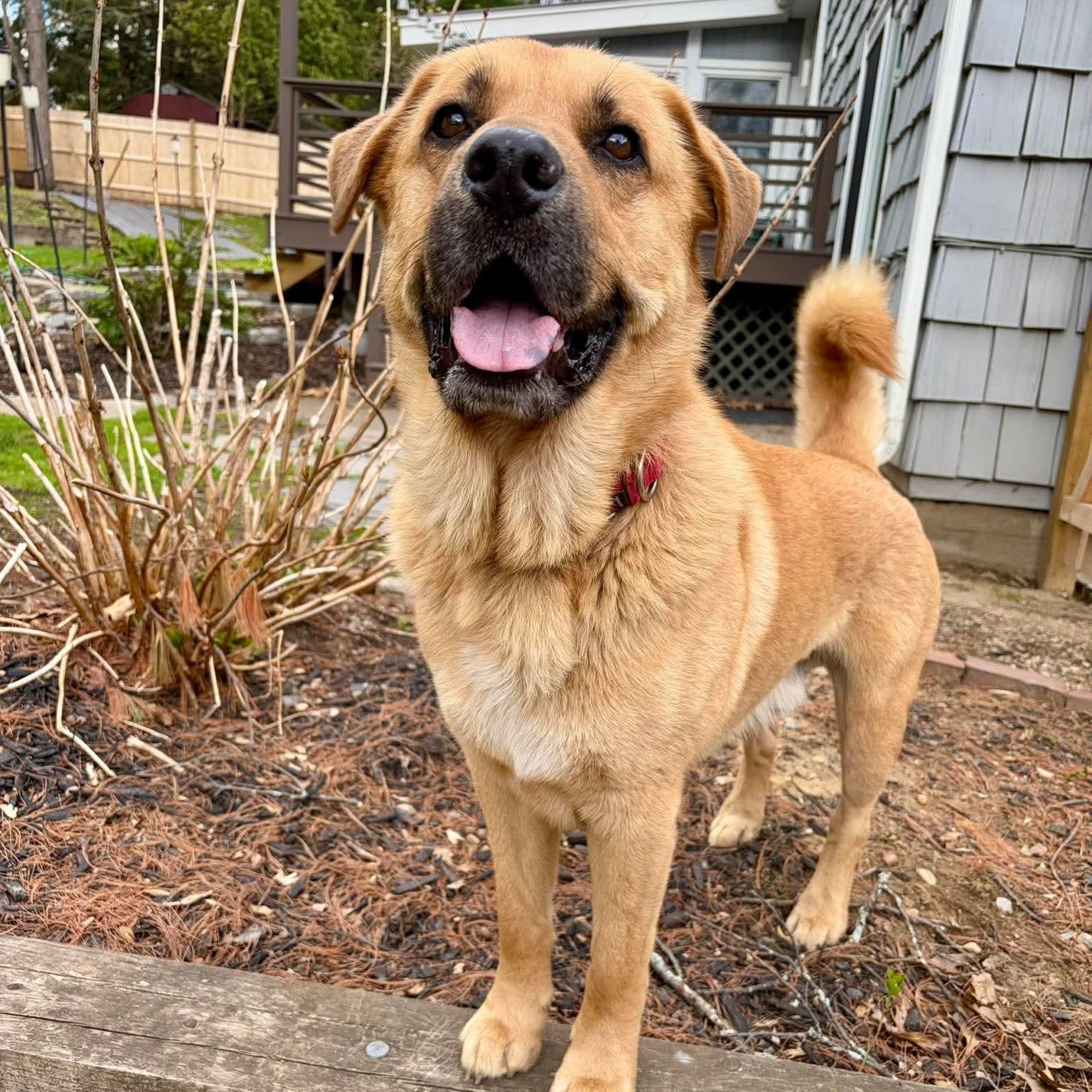 Enlarge Barley , a Adoptable Mixed Breed in Argyle, NY image 2/6