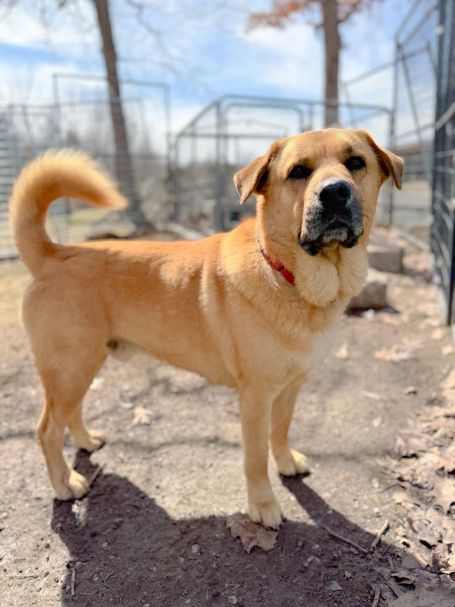 Barley , Adoptable, Adult Male Mixed Breed.