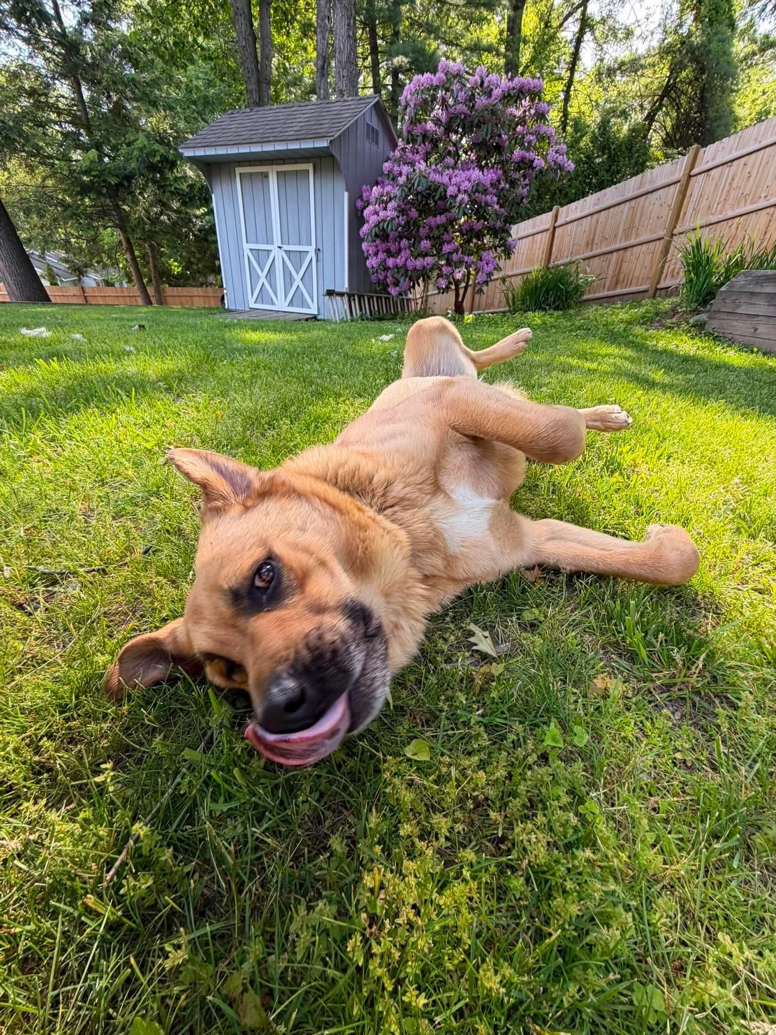 Barley , a Adoptable mixed breed in Argyle, NY image 4/6