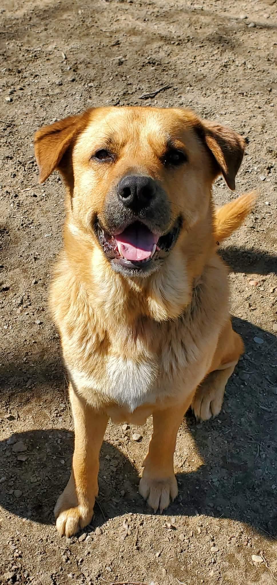 Enlarge Barley , a Adoptable Mixed Breed in Argyle, NY image 4/6