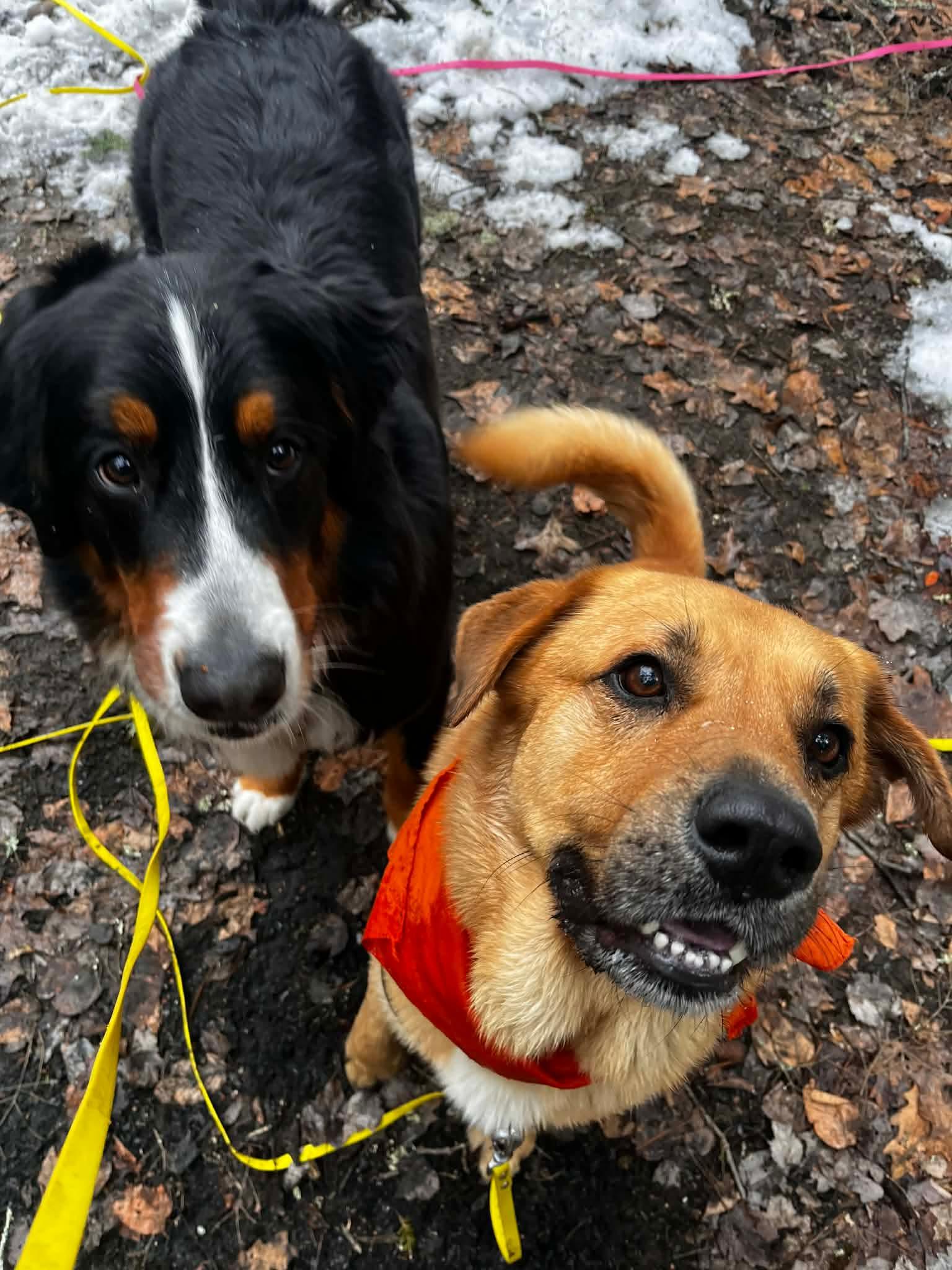 Enlarge Barley , a Adoptable Mixed Breed in Argyle, NY image 4/6