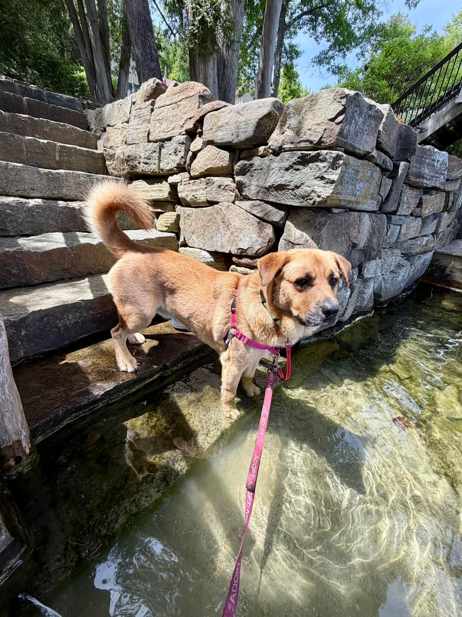 Barley , a Adoptable mixed breed in Argyle, NY image 5/6