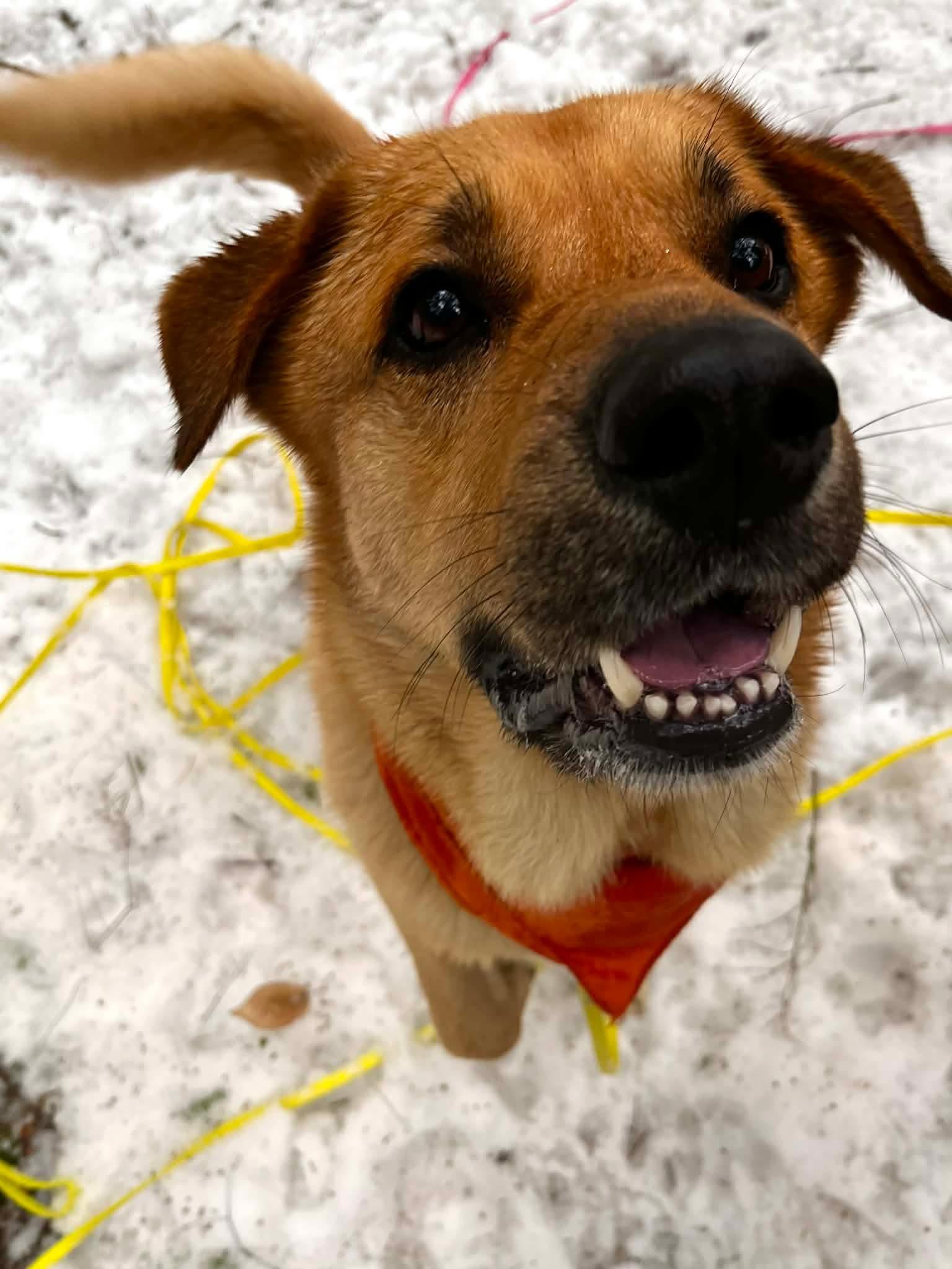 Enlarge Barley , a Adoptable Mixed Breed in Argyle, NY image 3/6