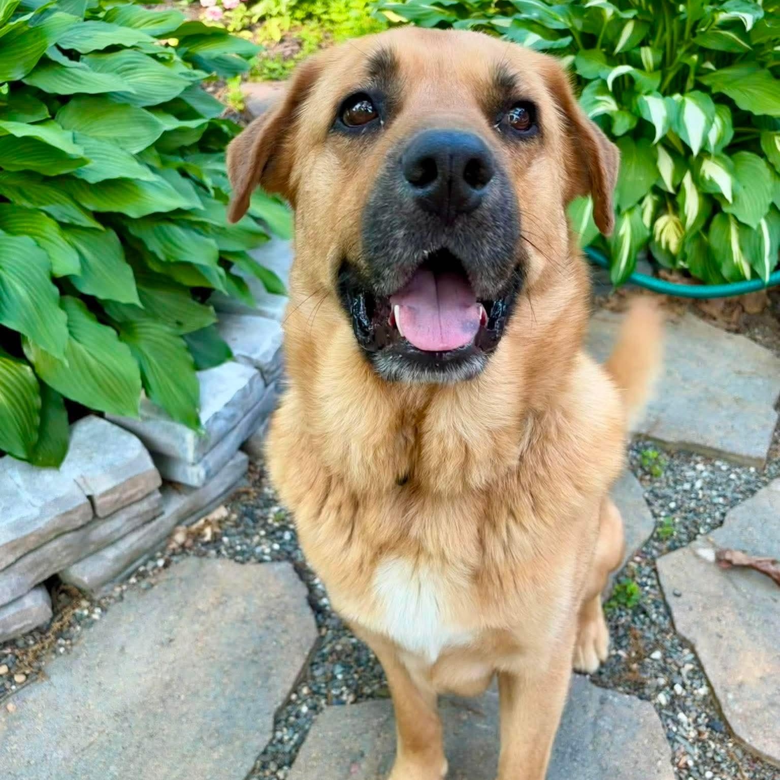 Barley , a Adoptable mixed breed in Argyle, NY image 2/6