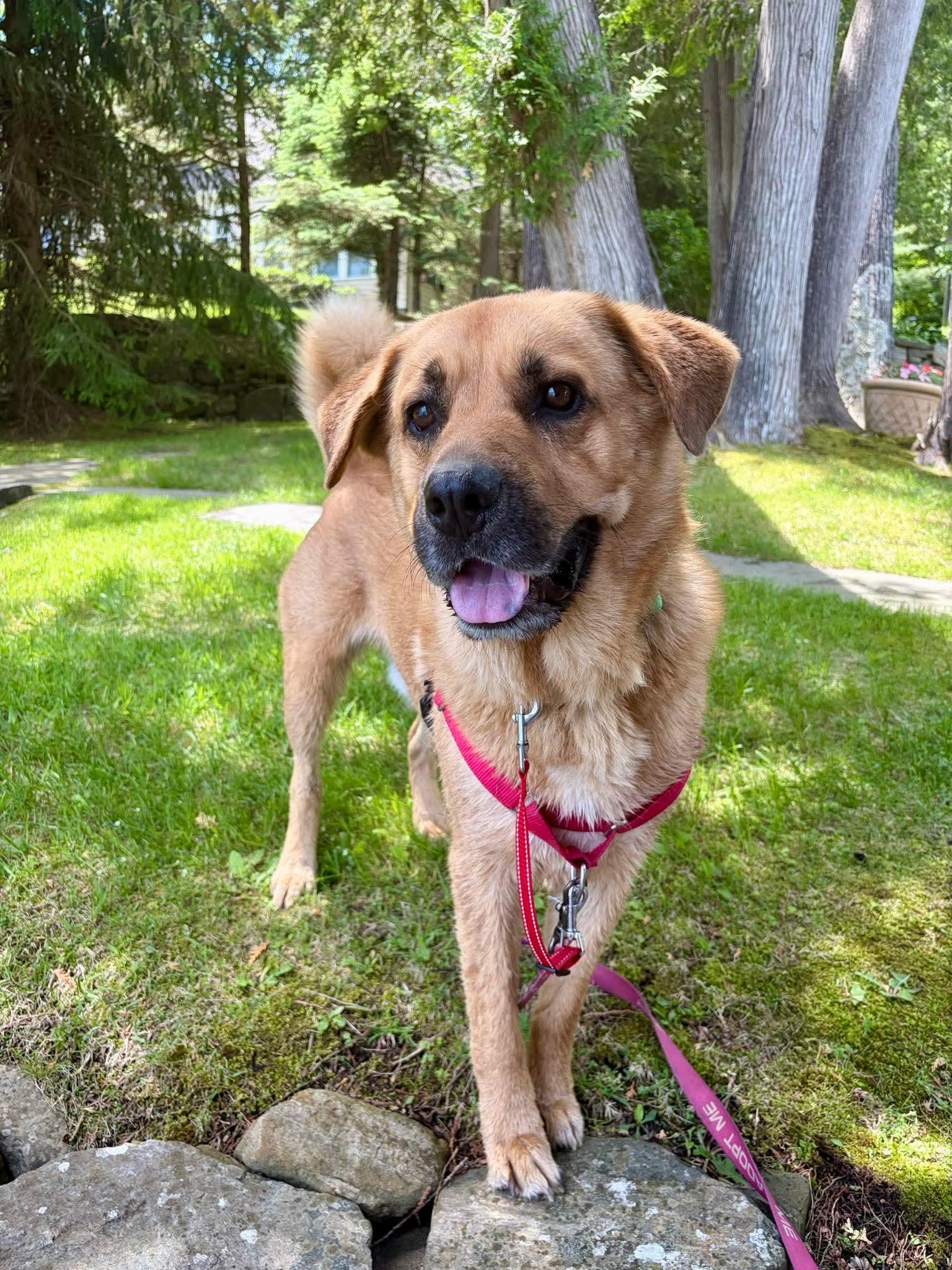 Barley , a Adoptable mixed breed in Argyle, NY image 6/6