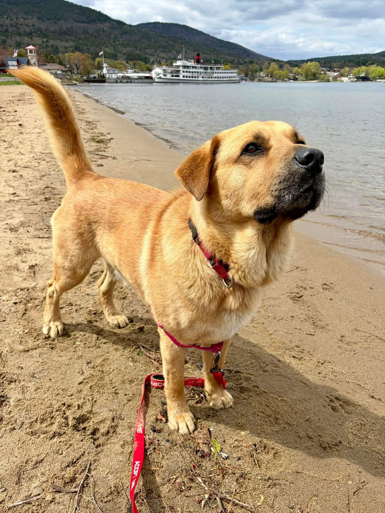 Barley , Adoptable, Adult Male Mixed Breed.