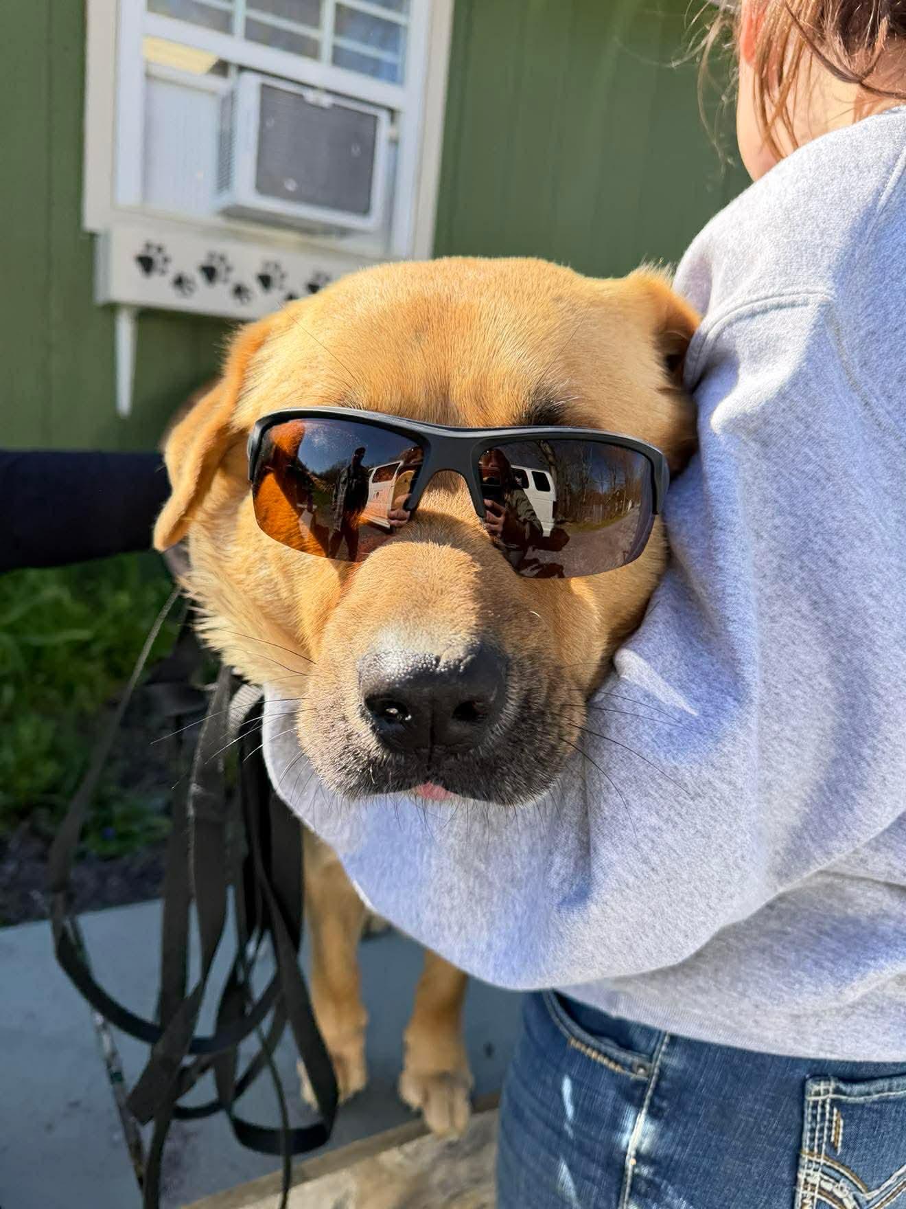 Enlarge Barley , a Adoptable Mixed Breed in Argyle, NY image 6/6