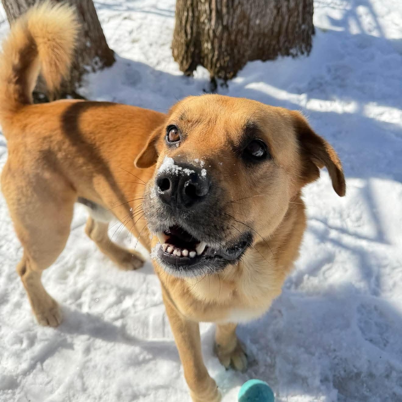 Enlarge Barley , a Adoptable Mixed Breed in Argyle, NY image 2/6