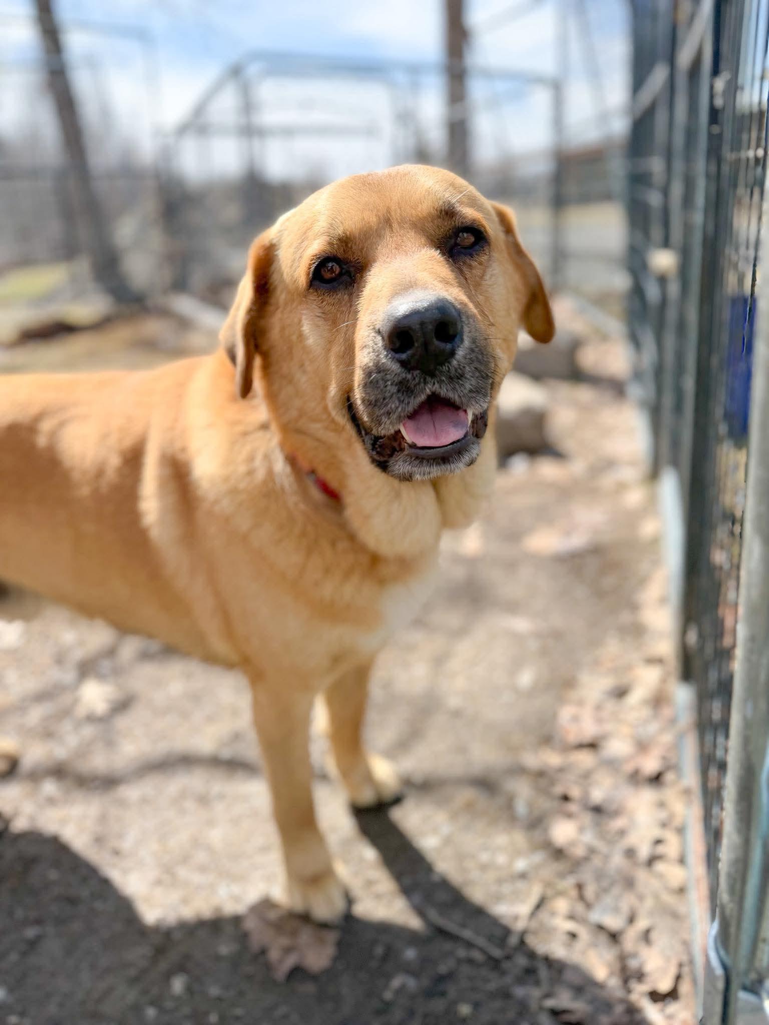 Enlarge Barley , a Adoptable Mixed Breed in Argyle, NY image 5/6