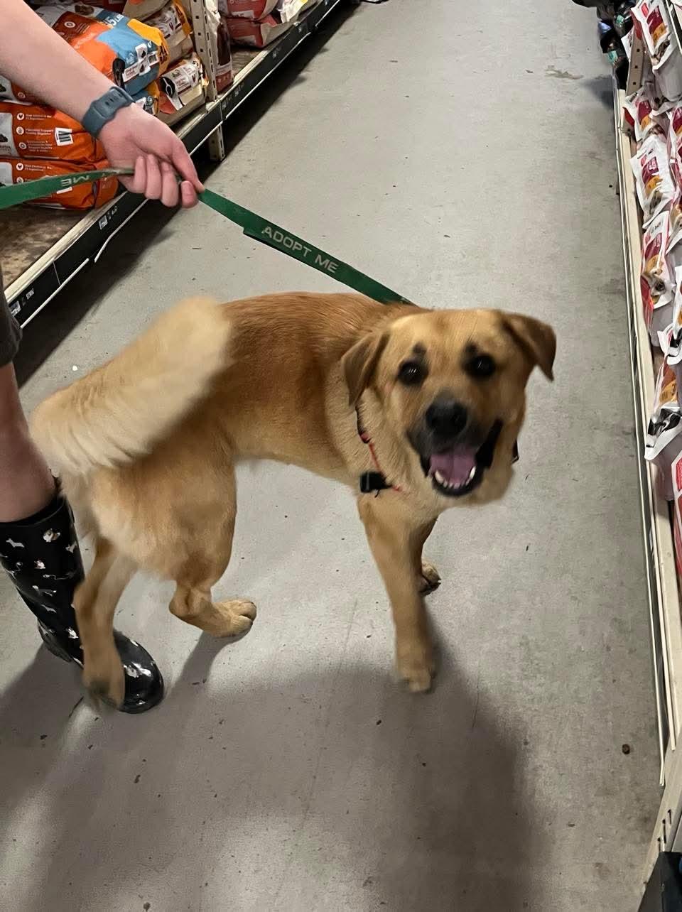 Enlarge Barley , a Adoptable Mixed Breed in Argyle, NY image 5/6