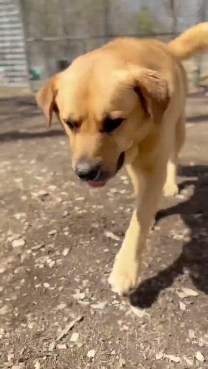 Enlarge Barley , a Adoptable Mixed Breed in Argyle, NY video 6/6